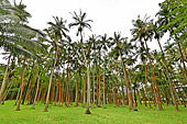 Plantation de cocotiers en front de mer - La Réunion