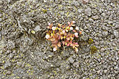 Quelques rares plantes poussent à travers les roches basaltiques de la lave - La Réunion