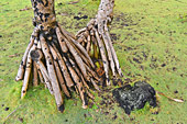 Pieds de vacoas "bord de mer" (Pandanus utilis) - La Réunion