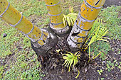 Pied de palmier - La Réunion