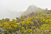 Bord de la caldeira dans les nuages - La Réunion