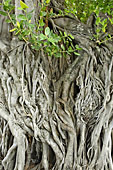 Racines d'arbre (Figuier des pagodes - Ficus religiosa) le long de la promenade côtière (Avenue de l'Amiral Lacaze) - Terre Sainte - La Réunion