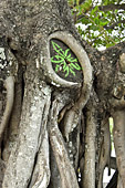 Racines d'arbre (Figuier des pagodes - Ficus religiosa) le long de la promenade côtière (Avenue de l'Amiral Lacaze) - Terre Sainte - La Réunion