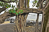 Arbres entrelacés le long de la promenade côtière (Avenue de l'Amiral Lacaze) - Terre Sainte - La Réunion