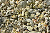 Morceaux de corail sur la plage de Terre Sainte - La Réunion