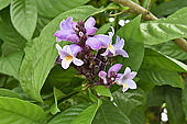 Orchidée (Orchidaceae) - La Réunion
