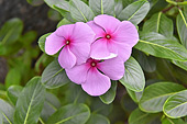 Pervenche de Madagascar (Vinca Rosea) - La Réunion