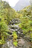 Petit torrent sur la route de la forêt du "Grand Matarum" - La Réunion