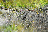 Pluie sur une branche d'arbre - La Réunion