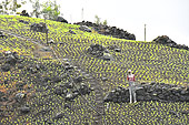 Plantation de lentilles à flanc de montagne avec un épouvantail à Îlet à Cordes - La Réunion