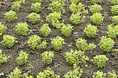 Plantation de lentilles à flanc de montagne à Îlet à Cordes - La Réunion
