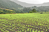 Plantation de lentilles à flanc de montagne à Îlet à Cordes - La Réunion