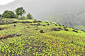 Plantation de lentilles à flanc de montagne à Îlet à Cordes - La Réunion