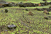 Plantation de lentilles à flanc de montagne à Îlet à Cordes - La Réunion