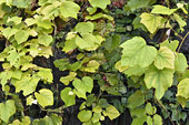 Détail de la vigne à Îlet à Cordes - La Réunion