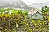 Plantation de lentilles et petit vignoble à Îlet à Cordes - La Réunion