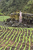 Plantation de lentilles à flanc de montagne avec un épouvantail à Îlet à Cordes - La Réunion