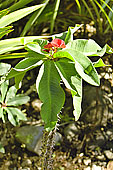 Épine du Christ (Euphorbia milii) - La Réunion