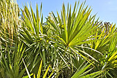 Patte d'éléphant (Beaucarnera recurvata) - La Réunion
