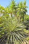 Patte d'éléphant (Beaucarnera recurvata) - La Réunion