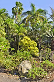 Différentes espèces d'arbres dans le jardin botanique - La Réunion