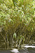 Bambou ventre de bouddha (Bambusa ventricosa) - La Réunion