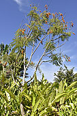Brosse à bouteille (Callistemon) - La Réunion