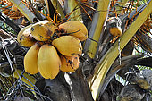 Grappe de noix de coco sur un cocotier (Cocos nucifera) - La Réunion