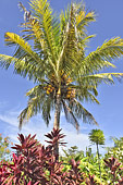 Grappe de noix de coco sur un cocotier (Cocos nucifera) - La Réunion