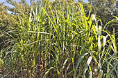 Plantation de cannes à sucre - La Réunion