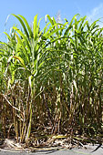 Canne à sucre (Saccharum officinarum) - La Réunion