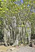 Bois blanc rouge (Poupartia borbonica) - La Réunion