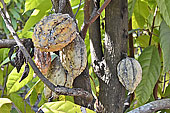 Cabosse de cacao ((Theobroma cacao) contient entre 16 à 60 graines - La Réunion