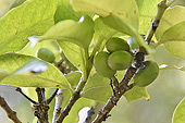 Fruits en grappe contenant 2 graines de café "Coffea arabica" - Bourbon pointu la Kour - La Réunion