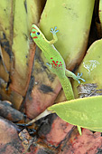 Gecko vert à trois taches rouges (Phelsuma laticauda) - La Réunion