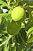 Avocat tropical de La Réunion (Persea americana Mill), poids environ 500 g - La Réunion