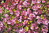 Begonia (Begoniaceae) - La Réunion