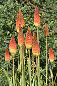 Tison de satan (Kniphofia Linearifolia) - La Réunion