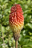 Tison de satan (Kniphofia Tritoma) - La Réunion