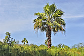 Palmier royal (Roystonea regia) - La Réunion