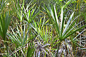 Palmier Sabal nain (Palmetto nain) - La Réunion