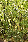 Forêt de Bambou (Bambuseae) - La Réunion