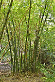 Forêt de Bambou Oldhami (Bambuseae) - La Réunion