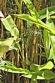 Chaumes et feuilles de Bambou - La Réunion