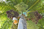 Cocotier (Cocos nucifera) - La Réunion