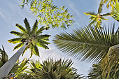 Cocotier (Cocos nucifera) - La Réunion