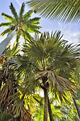 Cocotier (Cocos nucifera) - La Réunion