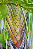 Écorce de Palmier (Arecaceae) - La Réunion