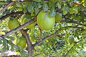 Calebassier (Crescentia cujete) - La Réunion