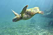 Tortue imbriquée (Eretmochelys imbricata) - La Réunion